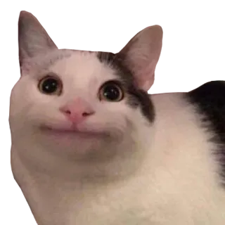 🙂 6f580388 кот, животное, питомец, мем, улыбающийся кот, кот белуга whatsapp sticker