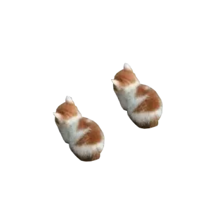 💪 74bcf766 котята, кошки, животные, милые, питомцы whatsapp sticker