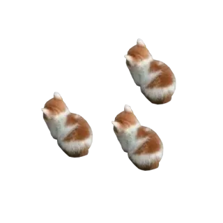 💪 88be5542 кот, котенок, животные, милый, питомец whatsapp sticker