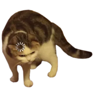 🧐 ab995a49 кот, мем, загрузка, интернет, смешной, животное whatsapp sticker