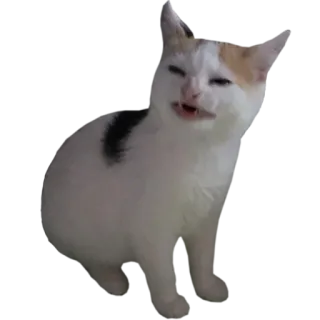 🙁 abd1ef5b кот, животное, мем, смешной, питомец, котенок, выражение whatsapp sticker