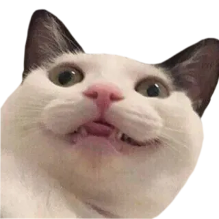 😍 b1677d67 кот, смешной, животное, мем, питомец, милый whatsapp sticker