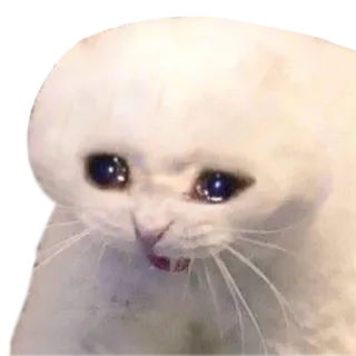 😭 b6fad8ea кот, плачет, грустный, животное, мем whatsapp sticker