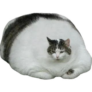 😠 ba1aeb85 кот, животное, домашнее животное, млекопитающее, домашняя кошка, кошачий, котенок, милый whatsapp sticker