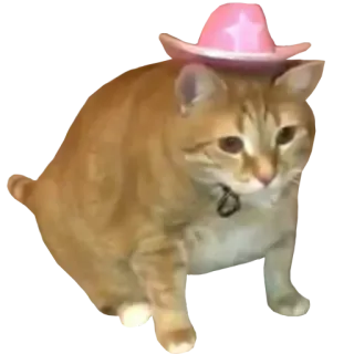 😉 d4266ad5 кот, ковбойская шляпа, питомец, животное, оранжевый, милый whatsapp sticker