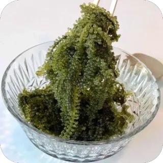 🫥 15d31817 alga, uvas de mar, umibudo, comida, tazón telegram sticker