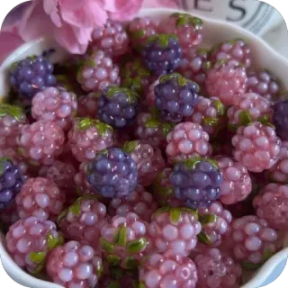 🫥 782c38d0 cuentas, bayas, manualidades, bisutería, morado, rosa telegram sticker