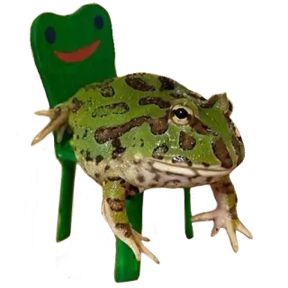 ❤️ 08720c3c лягушка, лягушка-пакман, стул, животное, амфибия, питомец whatsapp sticker