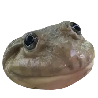 ❤️ 0ca462af лягушка, животное, амфибия, природа, дикая природа, крупный план, портрет whatsapp sticker