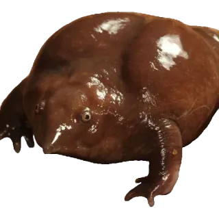 ❤️ 147ca719 лягушка, животное, милый, амфибия whatsapp sticker