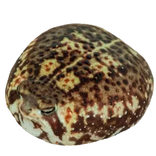 ❤️ 1fcd73dd лягушка, животное, дикая природа, природа, жаба, амфибия whatsapp sticker