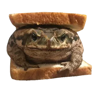 ❤️ 225b1074 жаба, сэндвич, смешной, мем, животное, земноводное, хлеб whatsapp sticker