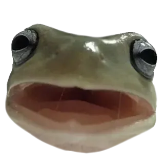 ❤️ 33152431 лягушка, животное, амфибия, природа, дикая природа whatsapp sticker