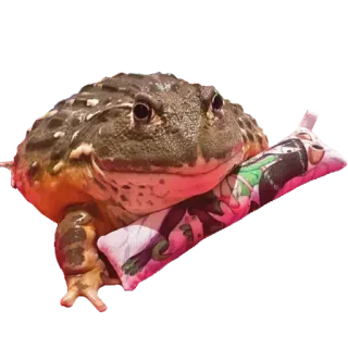 ❤️ 391c939c лягушка, милый, животное, амфибия, подушка, мем, смешной whatsapp sticker