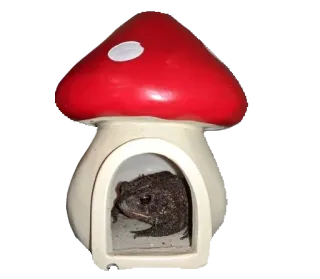 ❤️ 45c76b70 жаба, лягушка, грибной домик, амфибия whatsapp sticker