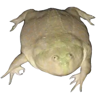 ❤️ 539aac05 лягушка, животное, амфибия, белая лягушка whatsapp sticker