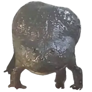 ❤️ 59f27089 животное, лягушка, жаба, амфибия, природа, дикая природа whatsapp sticker