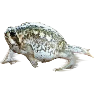 ❤️ 5dfa14e8 лягушка, амфибия, животное, дикая природа, природа, жаба whatsapp sticker