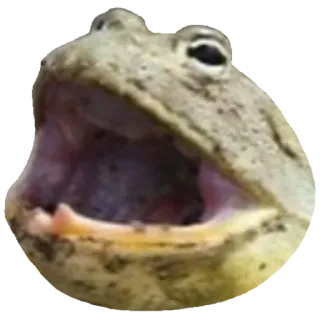 ❤️ 5ee2bfb9 лягушка, жаба, амфибия, животное, мем, смешно, природа whatsapp sticker