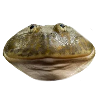 ❤️ 63b517c1 лягушка, животное, амфибия, природа whatsapp sticker