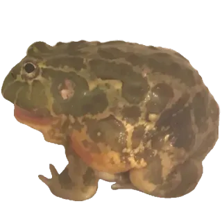 ❤️ 6bbad100 лягушка, животное, дикая природа, земноводное, природа whatsapp sticker