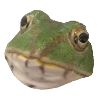 ❤️ 89516460 лягушка, животное, амфибия whatsapp sticker