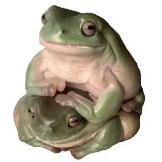 ❤️ 960c64ea лягушка, амфибия, животные, природа, дикая природа whatsapp sticker