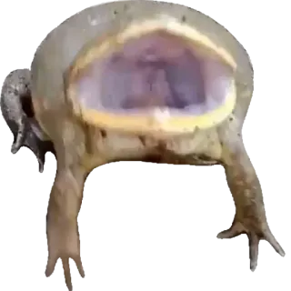 ❤️ a18493bc лягушка, животное, природа, амфибия, дикая природа whatsapp sticker