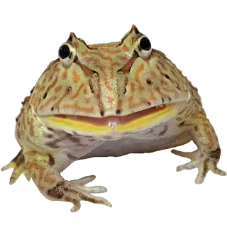 ❤️ b4d515b3 лягушка, амфибия, лягушка Pacman, животное, питомец, дикая природа whatsapp sticker