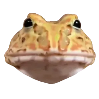 ❤️ b9bc8a60 лягушка, животное, жаба-рог, амфибия whatsapp sticker