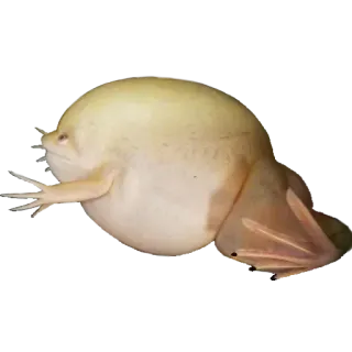 ❤️ cab06106 лягушка, животное, амфибия, мем whatsapp sticker