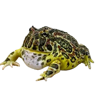 ❤️ d18ec0da лягушка, амфибия, животное, природа, дикая природа whatsapp sticker