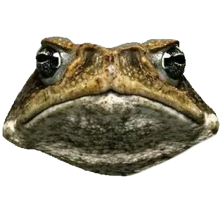 ❤️ e10a6733 лягушка, жаба, животное, дикая природа, амфибия, природа whatsapp sticker