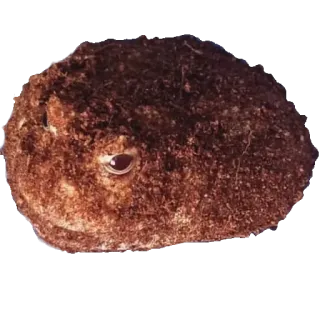 ❤️ e60839c4 животное, глаз, коричневый, млекопитающее, грызун, природа whatsapp sticker