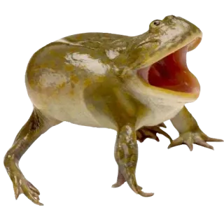 ❤️ e7158065 лягушка, животное, дикая природа, амфибия, природа whatsapp sticker