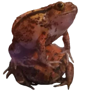 ❤️ f1b321aa лягушка, животное, дикая природа, амфибия, природа whatsapp sticker