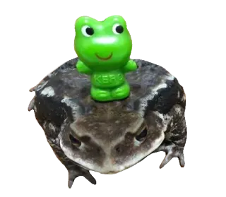 ❤️ f2d4abb1 KEBO лягушка, жаба, kebo, зеленый, игрушка, животное, рептилия whatsapp sticker