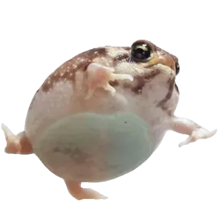 ❤️ fb932af4 лягушка, пустынная дождевая лягушка, животное, милый, амфибия, смешной whatsapp sticker