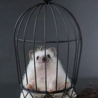 🦔 440516ed riccio, gabbia, animale, bianco, animale domestico whatsapp sticker