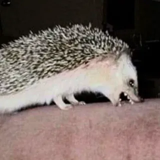 🦔 575f5fe3 riccio, animale, mammifero, spinoso whatsapp sticker