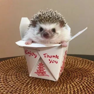 🦔 d32e4a43 Enjoy Thank You riccio, animale, carino, scatola, cibo, da asporto whatsapp sticker