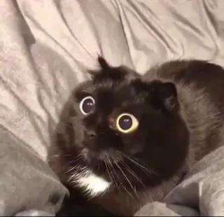 anjing @losemuakontol telegram stickers