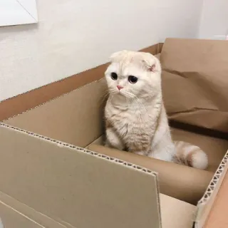 🤍 44b1d7d7 mèo, mèo con, hộp, dễ thương, động vật, thú cưng telegram sticker