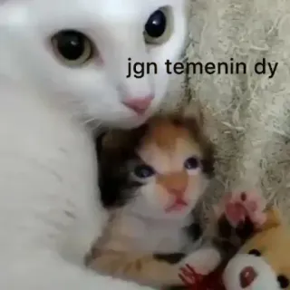 ☺️ 46533941 jgn temenin dy mèo, mèo con, động vật, dễ thương telegram sticker