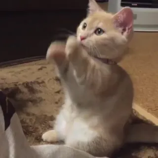 🤬 4a168117 mèo con, mèo, dễ thương, động vật, thú cưng, hay chơi telegram sticker