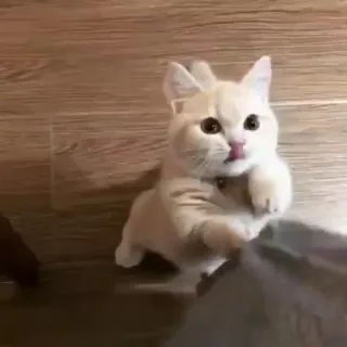 😤 6976203d mèo, mèo con, dễ thương, động vật, thú cưng telegram sticker