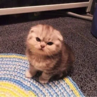 😡 7d109c00 mèo, mèo con, dễ thương, động vật, thú cưng, scottish fold telegram sticker