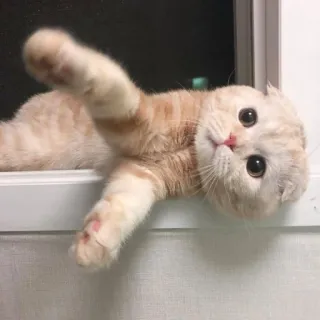 🤍 85edaadc mèo, dễ thương, động vật, mèo con, thú cưng telegram sticker