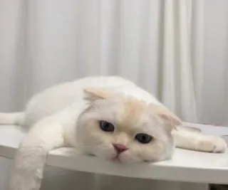 🤍 924461e5 mèo, trắng, động vật, thú cưng, nhà, mèo telegram sticker