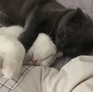 anjing @losemuakontol whatsapp stickers